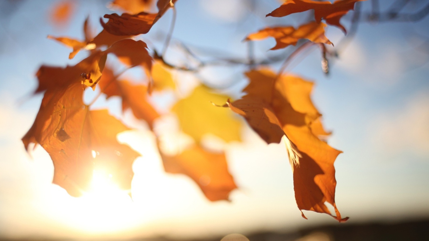 Sfondi Autumn Leaves In Sun Lights 1366x768