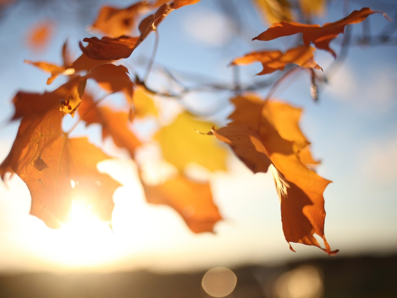 Обои Autumn Leaves In Sun Lights 1600x1200