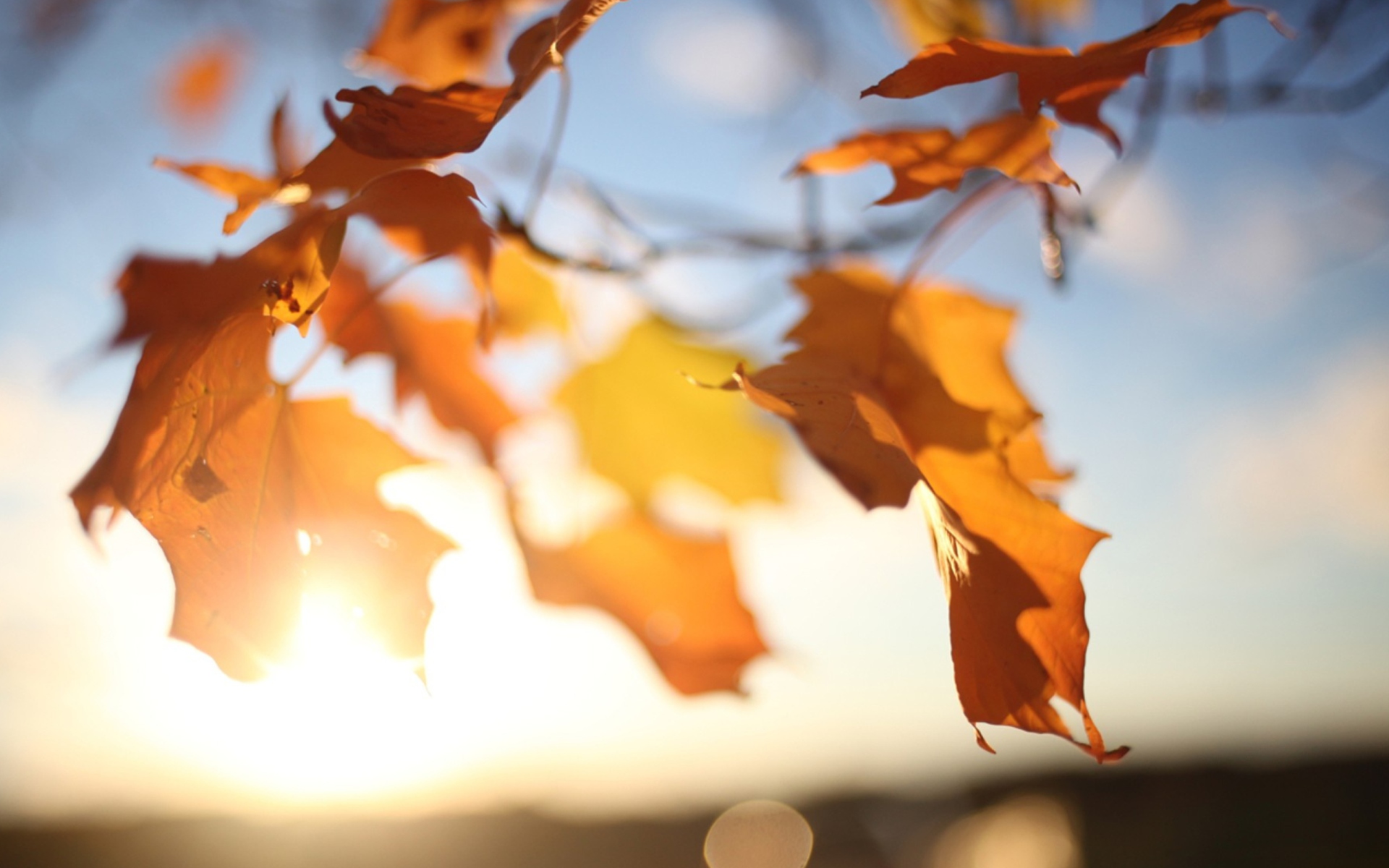 Screenshot №1 pro téma Autumn Leaves In Sun Lights 1920x1200