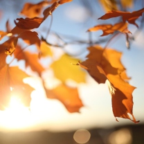 Sfondi Autumn Leaves In Sun Lights 208x208