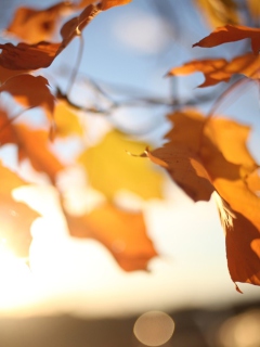 Autumn Leaves In Sun Lights wallpaper 240x320