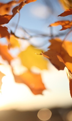 Das Autumn Leaves In Sun Lights Wallpaper 240x400