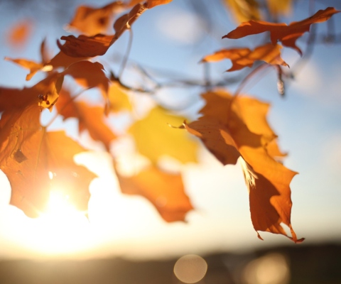 Sfondi Autumn Leaves In Sun Lights 480x400