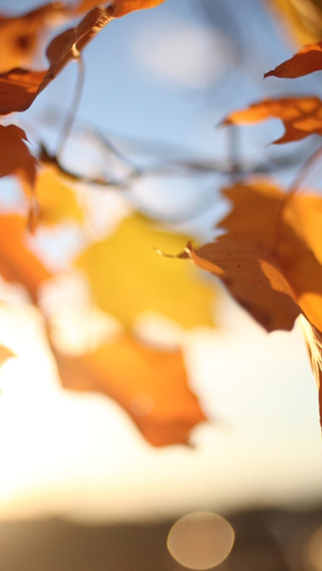 Das Autumn Leaves In Sun Lights Wallpaper 640x1136