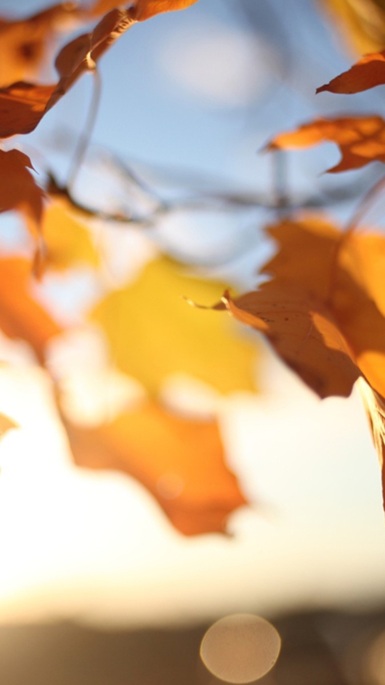 Screenshot №1 pro téma Autumn Leaves In Sun Lights 750x1334