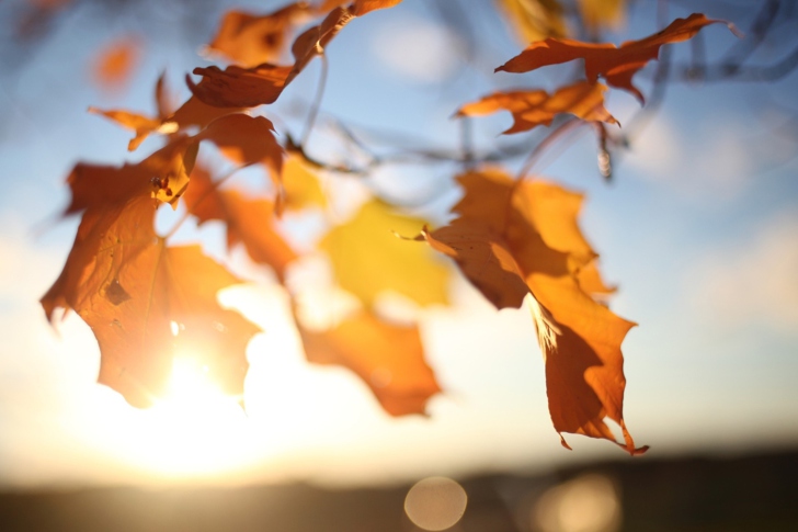Autumn Leaves In Sun Lights screenshot #1