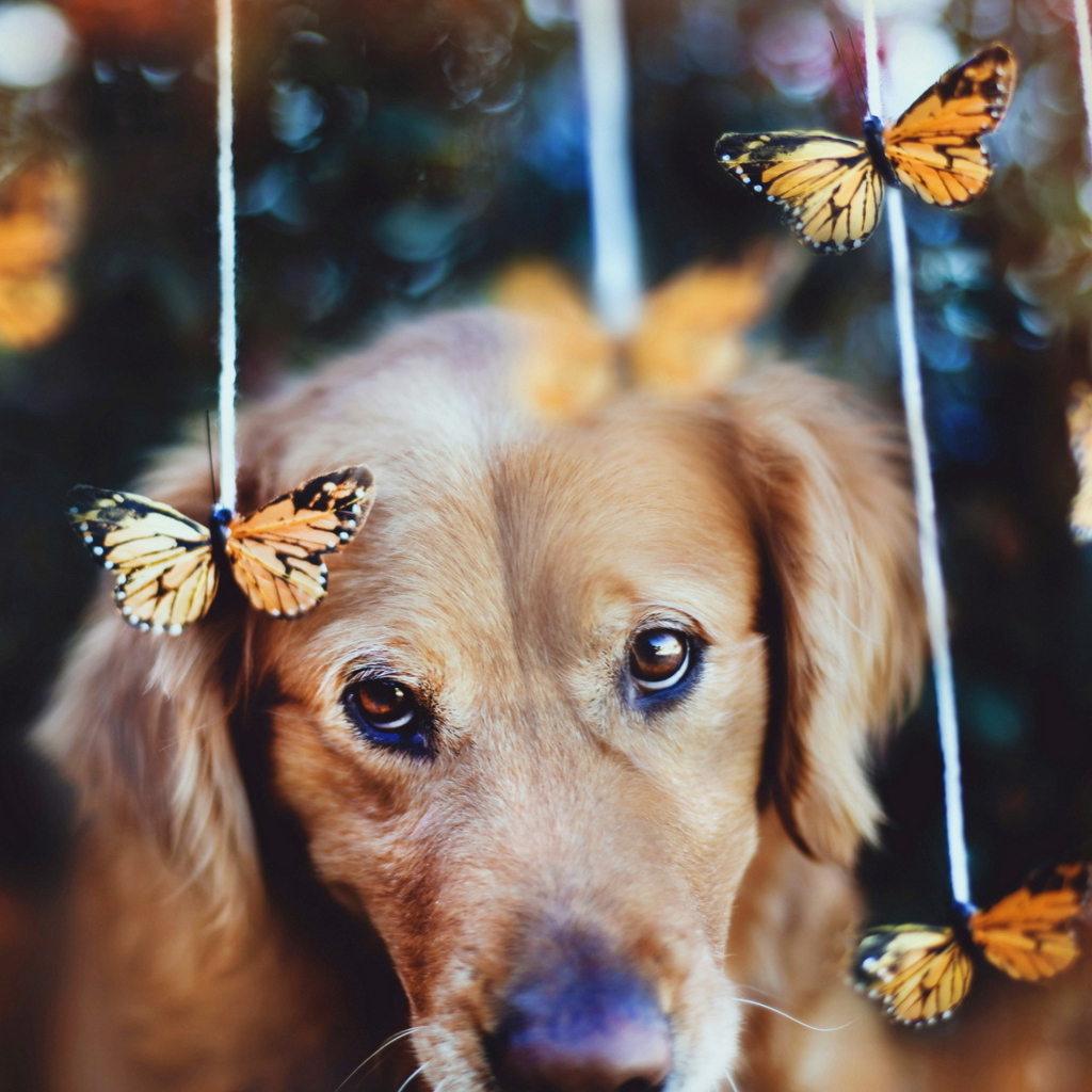 Das Dog And Butterflies Wallpaper 1024x1024