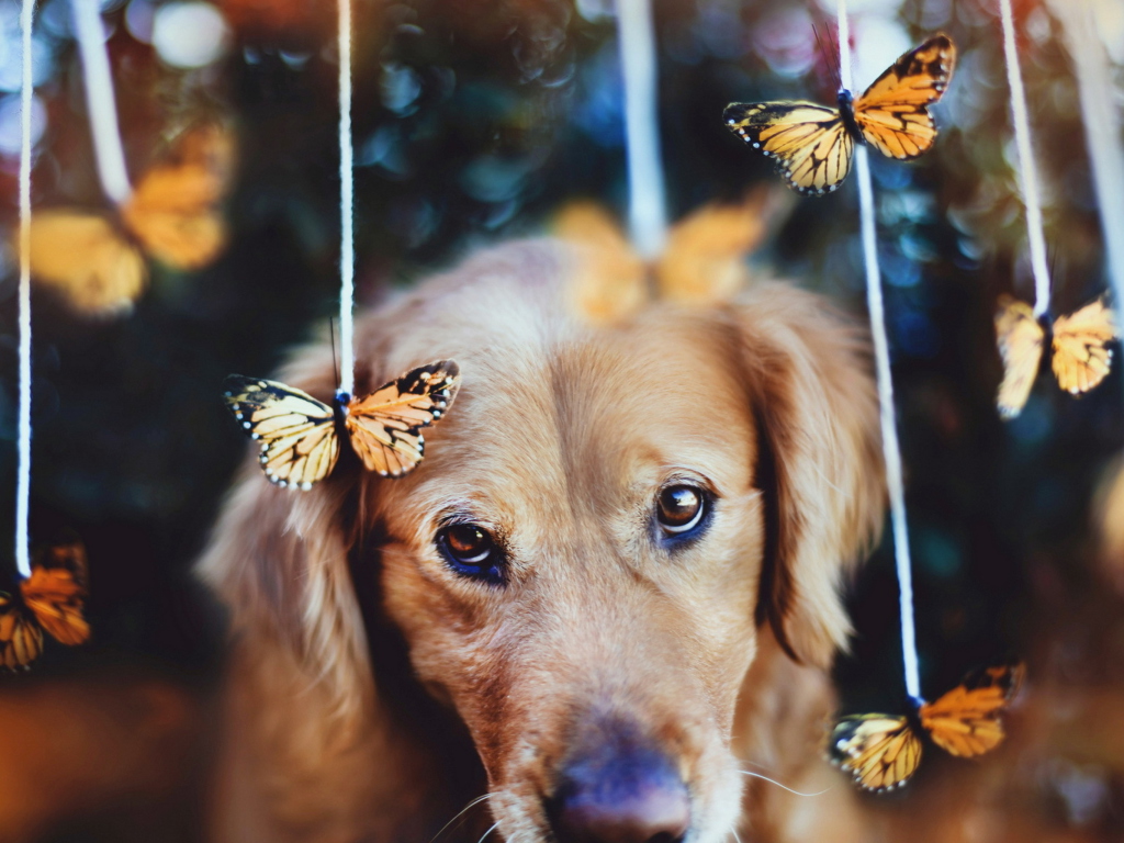 Das Dog And Butterflies Wallpaper 1024x768