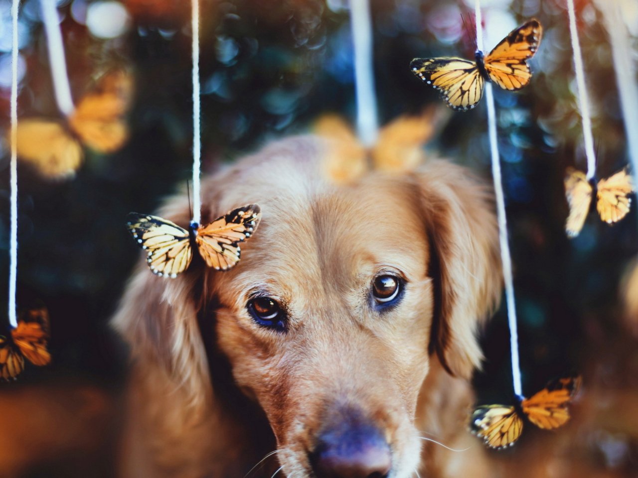 Das Dog And Butterflies Wallpaper 1280x960