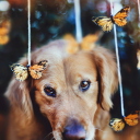 Dog And Butterflies wallpaper 128x128