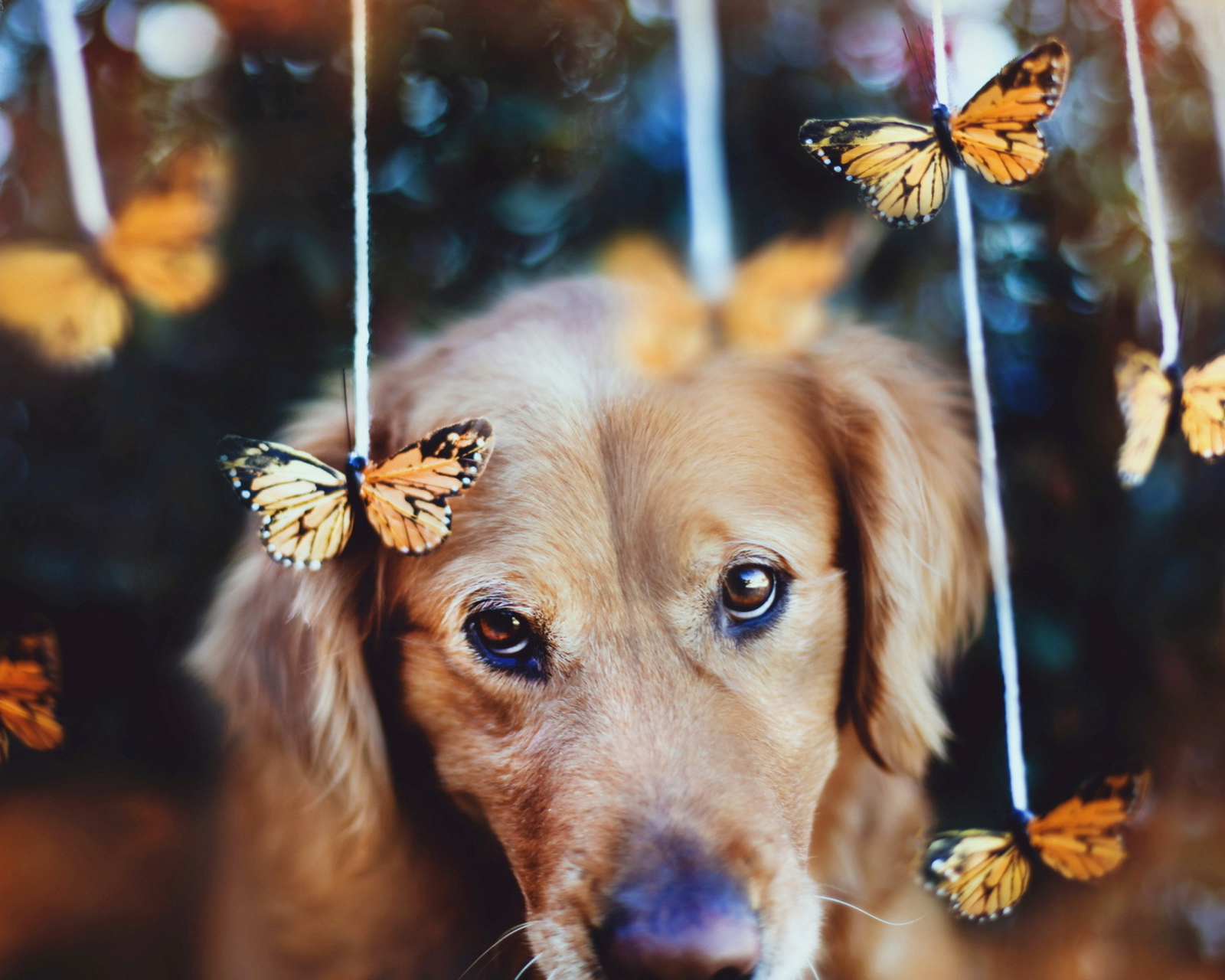 Fondo de pantalla Dog And Butterflies 1600x1280