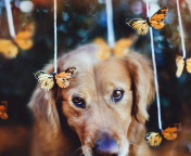 Das Dog And Butterflies Wallpaper 176x144
