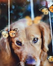 Dog And Butterflies wallpaper 176x220