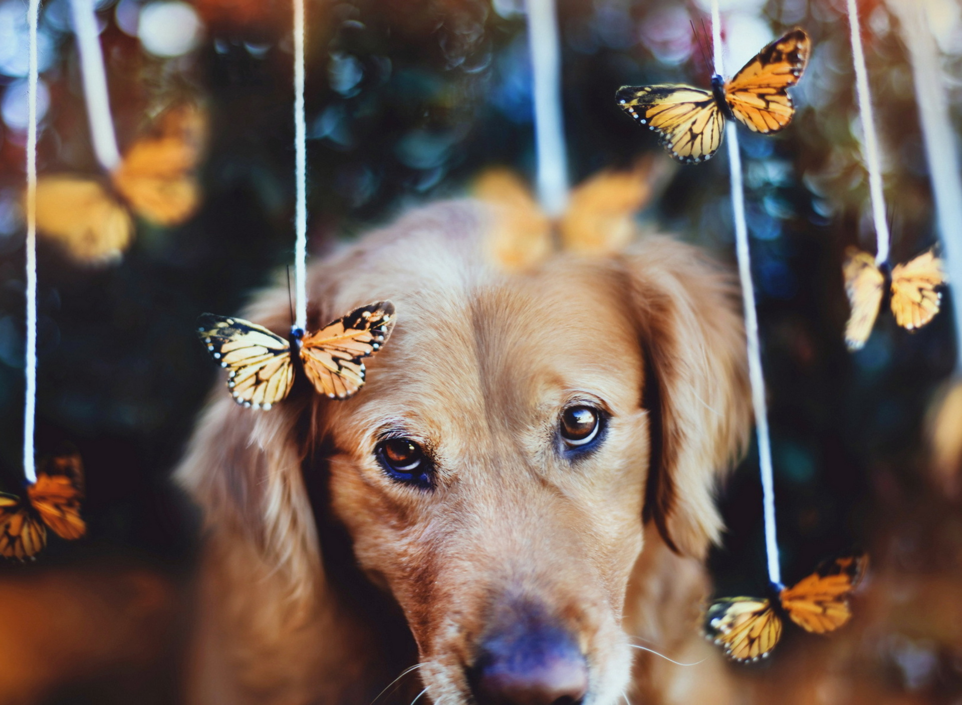 Fondo de pantalla Dog And Butterflies 1920x1408