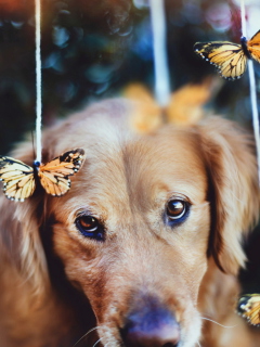 Dog And Butterflies wallpaper 240x320