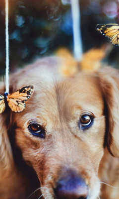 Das Dog And Butterflies Wallpaper 240x400