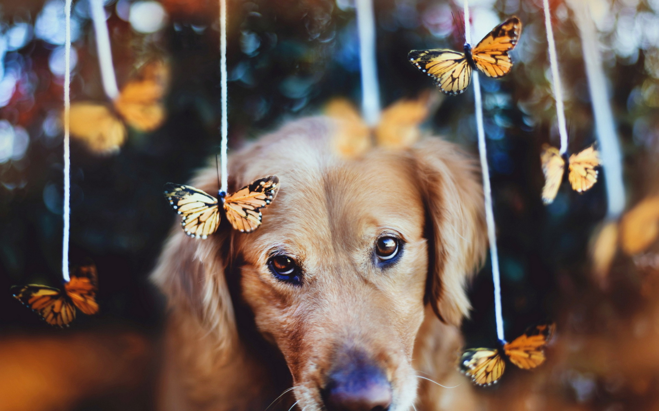 Dog And Butterflies wallpaper 2560x1600