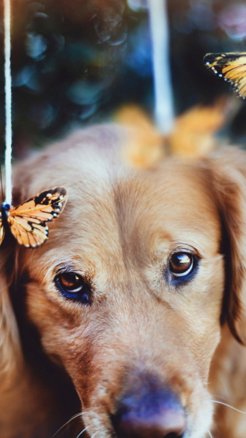 Dog And Butterflies wallpaper 360x640