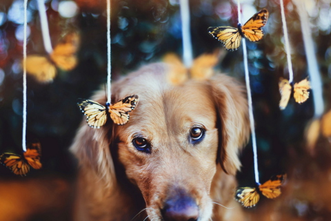 Обои Dog And Butterflies 480x320