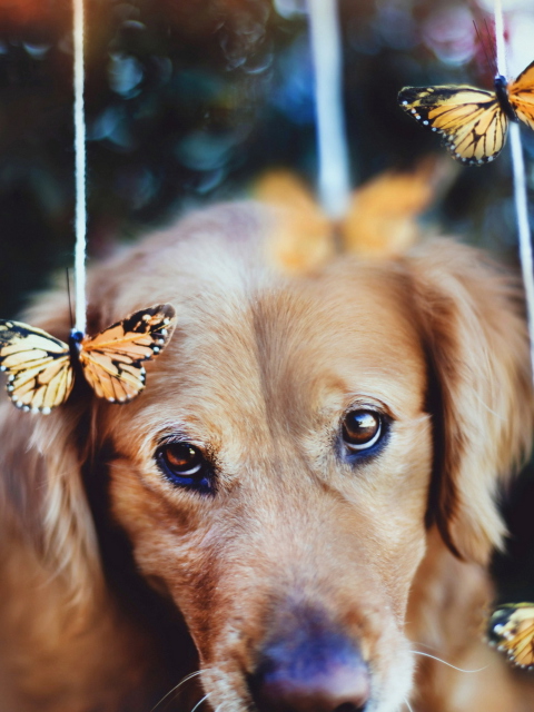 Dog And Butterflies wallpaper 480x640