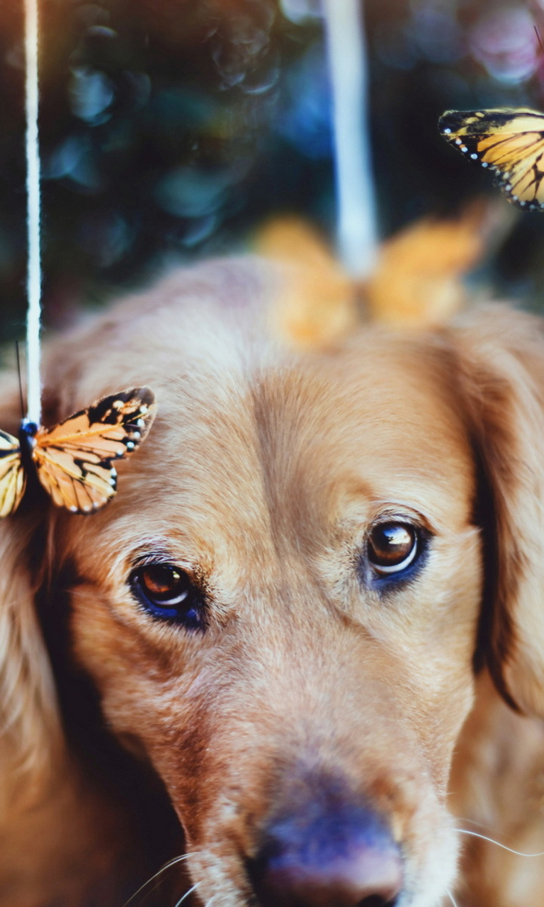 Das Dog And Butterflies Wallpaper 768x1280