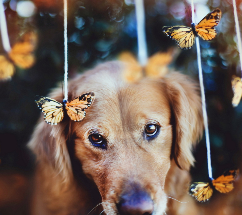 Dog And Butterflies wallpaper 960x854