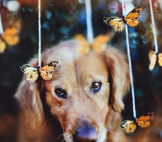 Kostenloses Dog And Butterflies Wallpaper für 1024x1024