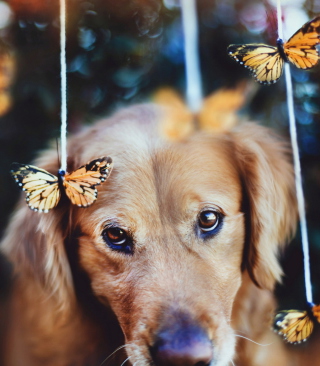 Dog And Butterflies sfondi gratuiti per iPhone 6