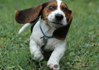 Appenzeller Dog Puppy - Obrázkek zdarma 