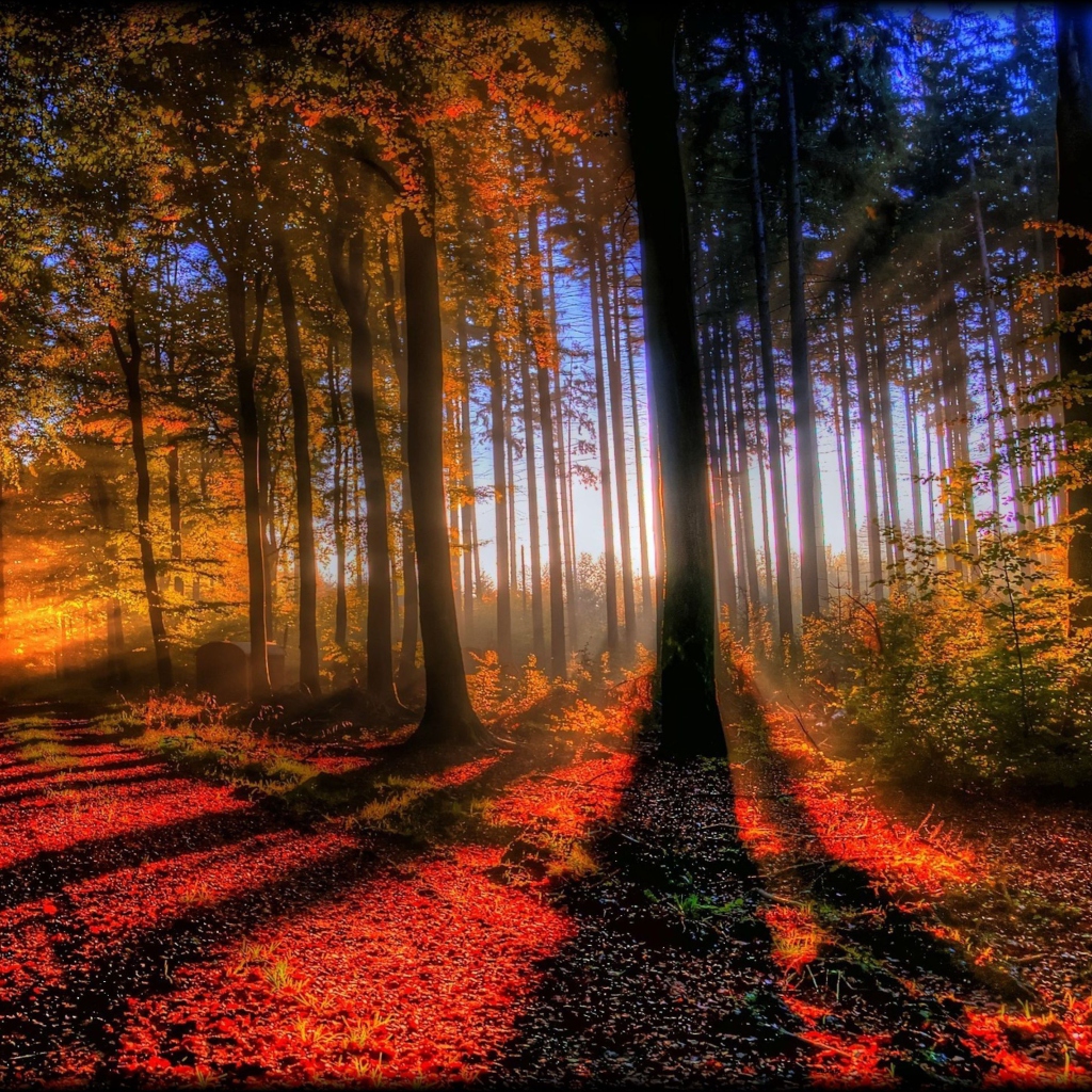 Awesome Fall Scenery wallpaper 1024x1024