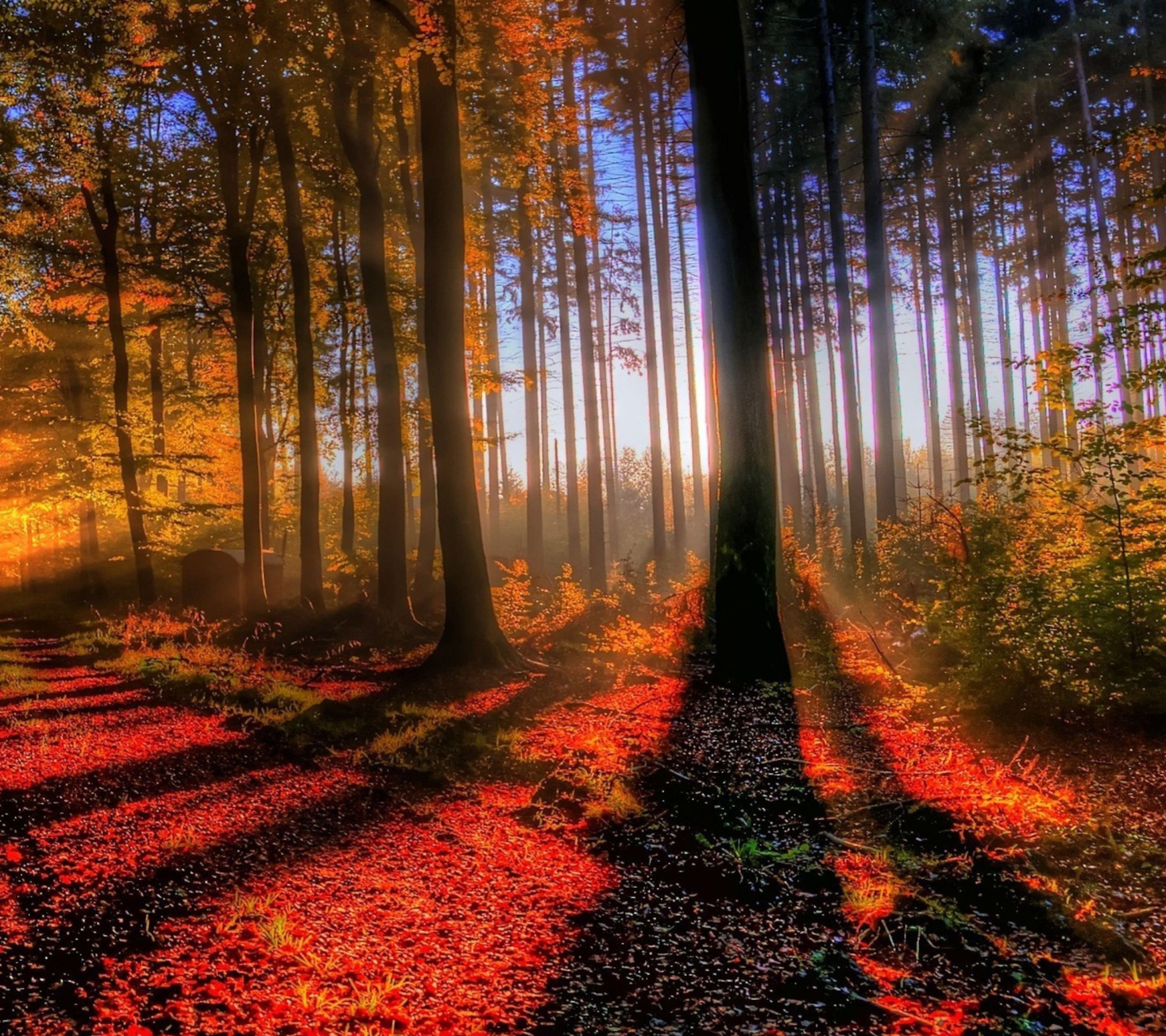 Awesome Fall Scenery wallpaper 1440x1280
