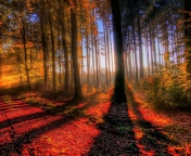 Awesome Fall Scenery wallpaper 176x144