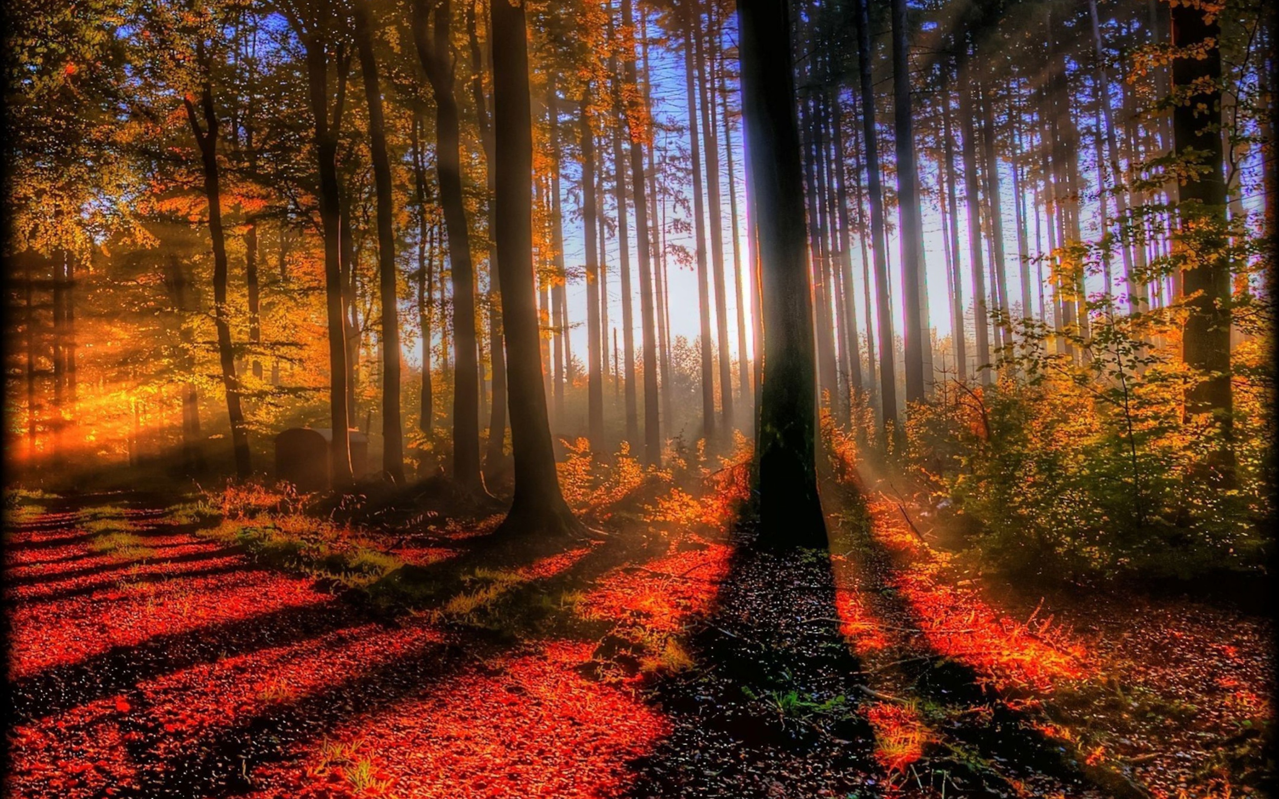 Awesome Fall Scenery wallpaper 2560x1600