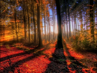 Screenshot №1 pro téma Awesome Fall Scenery 320x240