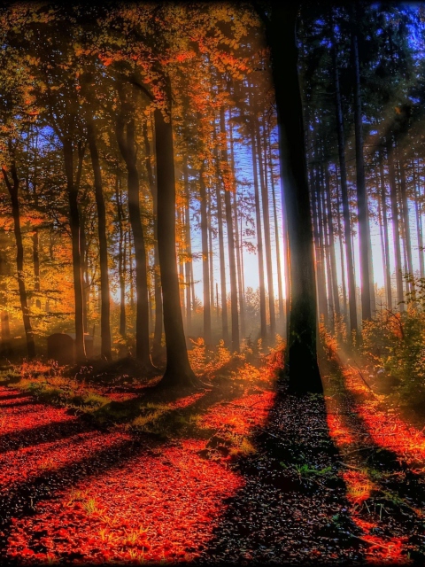 Awesome Fall Scenery wallpaper 480x640