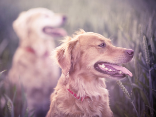 Golden Retriever wallpaper 320x240