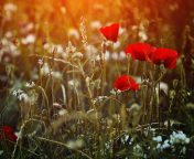 Poppy Field wallpaper 176x144