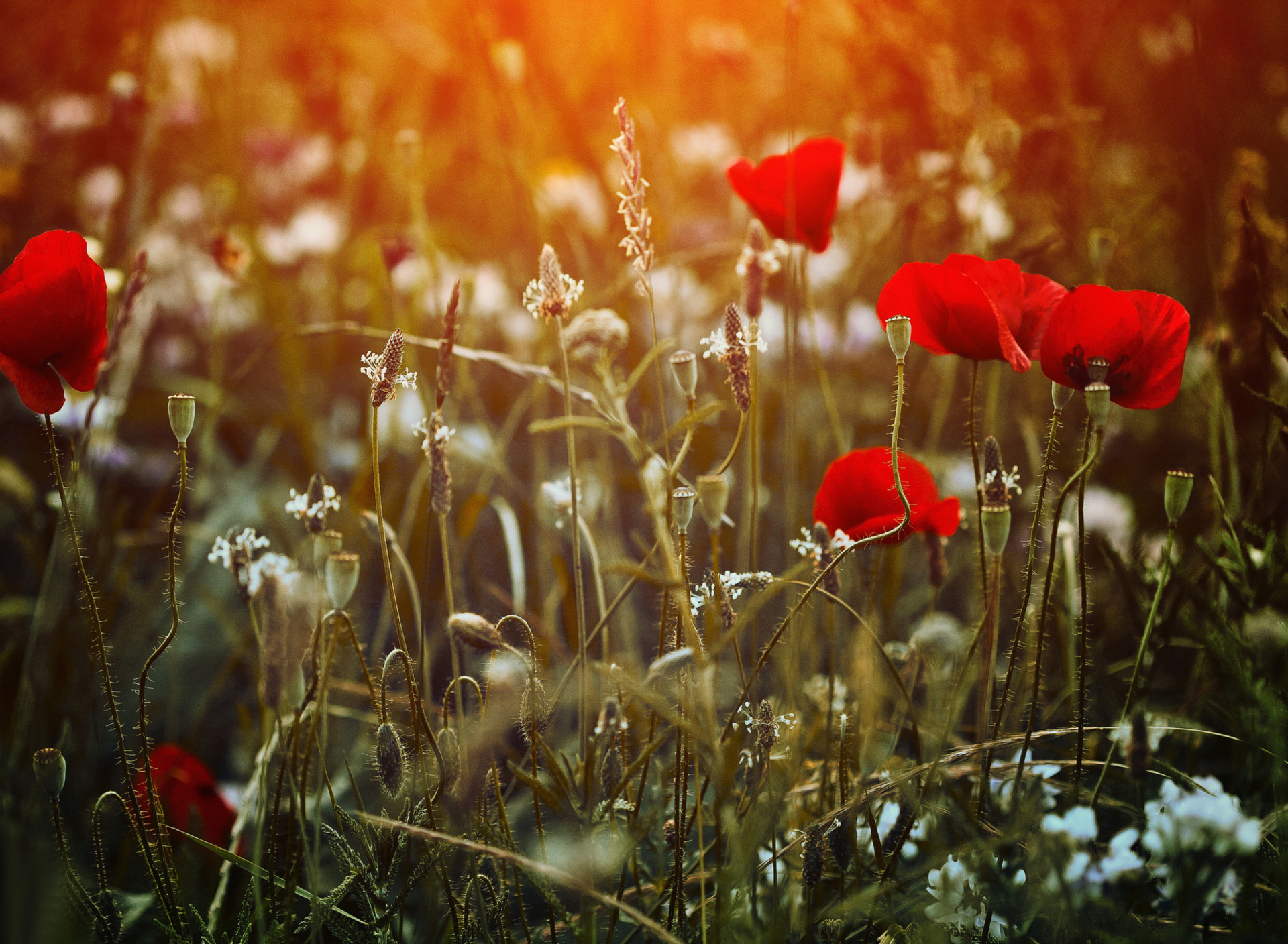 Fondo de pantalla Poppy Field 1920x1408