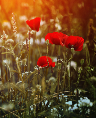 Poppy Field - Obrázkek zdarma pro Nokia Asha 305