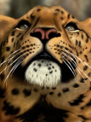Screenshot №1 pro téma Leopard Art Picture 132x176