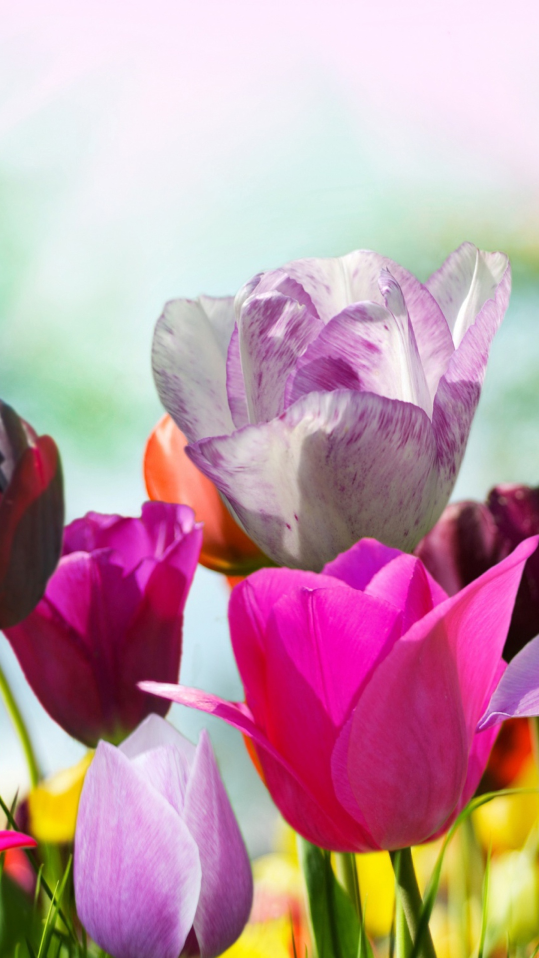 Das Colorful Tulips Wallpaper 1080x1920
