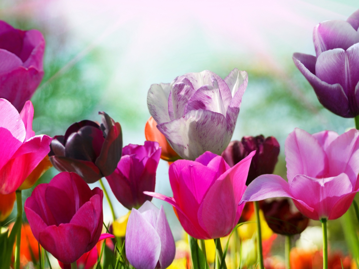 Colorful Tulips screenshot #1 1152x864