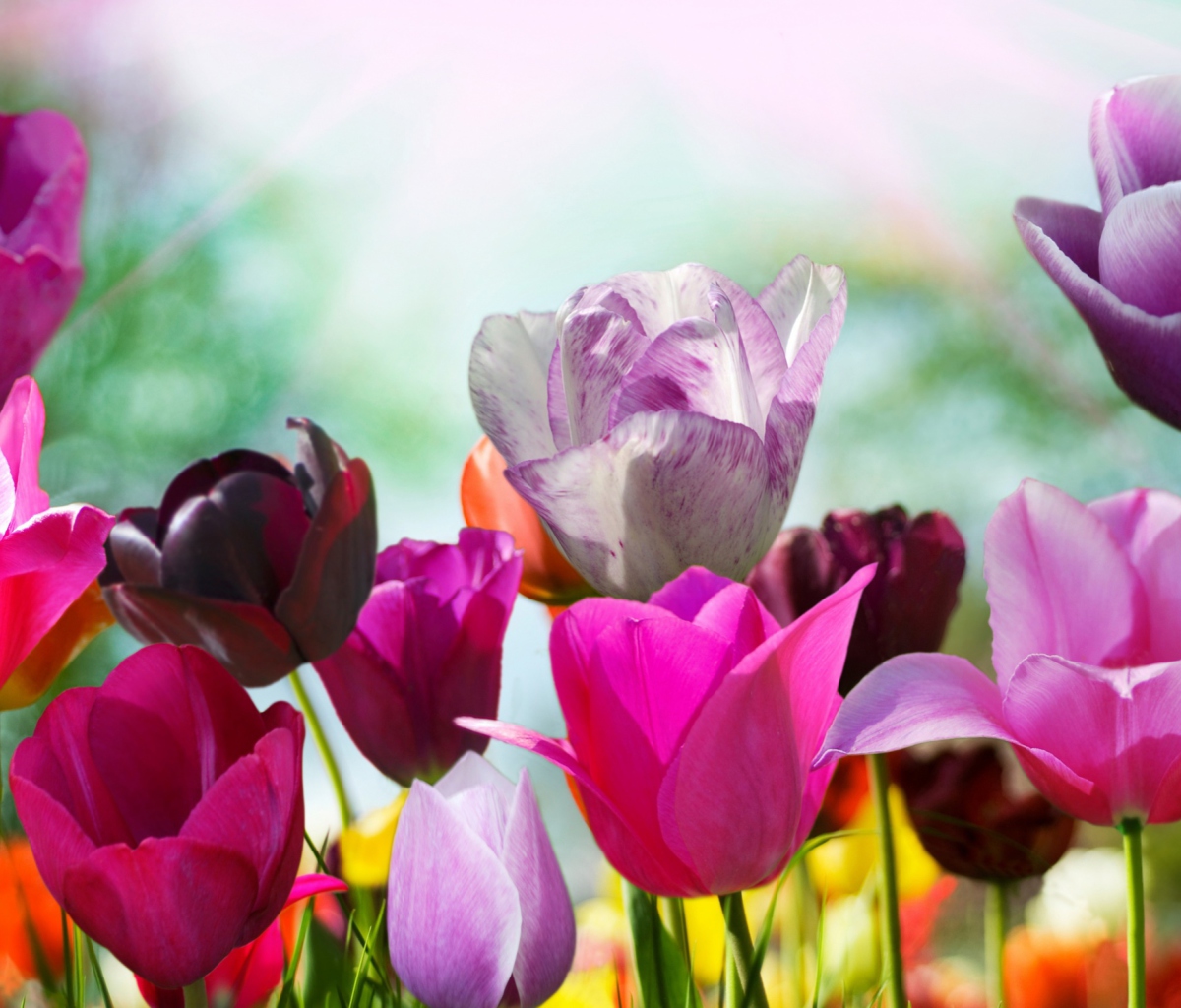 Colorful Tulips screenshot #1 1200x1024