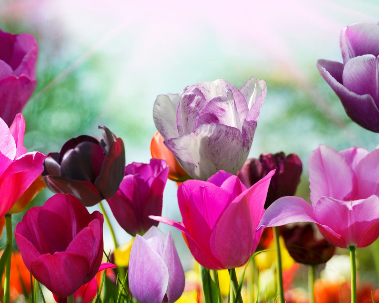 Colorful Tulips screenshot #1 1280x1024