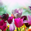 Colorful Tulips wallpaper 128x128