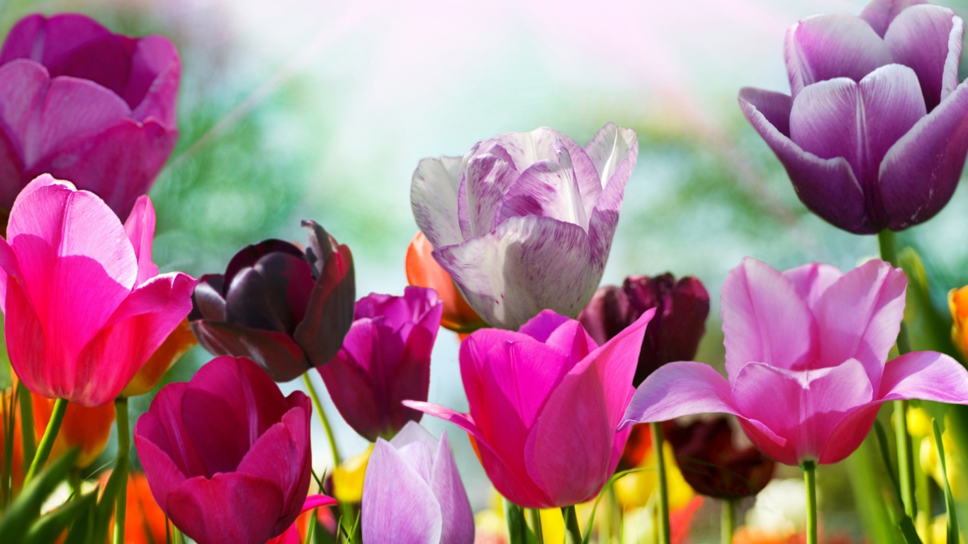 Colorful Tulips screenshot #1 1366x768