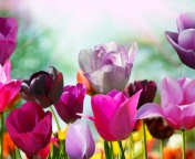 Screenshot №1 pro téma Colorful Tulips 176x144