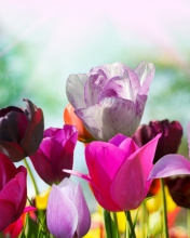 Colorful Tulips wallpaper 176x220