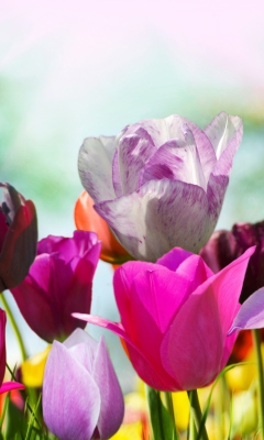 Colorful Tulips screenshot #1 240x400