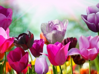 Colorful Tulips wallpaper 320x240